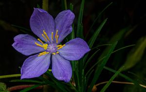 utils/thumbs/Velloziaceae/Vellozia_Biune8Kj6y5X7QSTjpAzC9.jpg