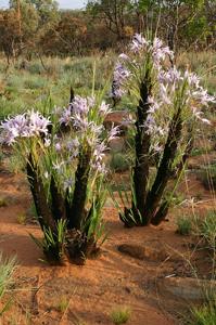 utils/thumbs/Velloziaceae/Xerophyta_T6G4c2FJeo5wVvd26MCXmi.jpg