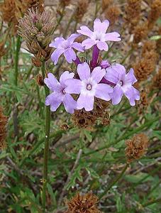 Verbena lilacina