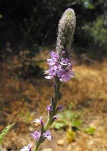 utils/thumbs/Verbenaceae/Verbena_YzhjqSmSKdaWoGqThRAYcF.jpg