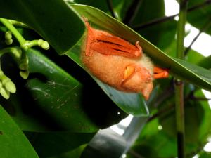 utils/thumbs/Vespertilionidae/Kerivoula_FmryuNzrqNsewPQm9NFijU.jpg