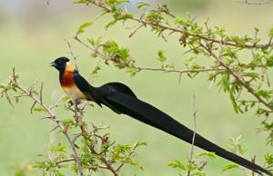 Vidua paradisaea