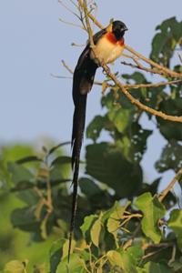 Vidua paradisaea