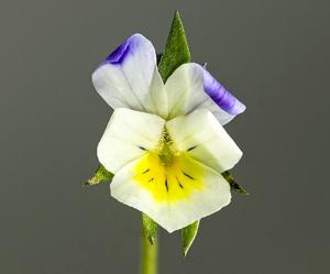Viola arvensis