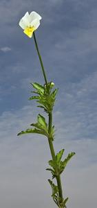 Viola arvensis