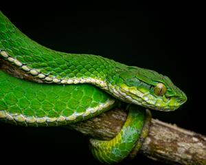 Craspedocephalus macrolepis