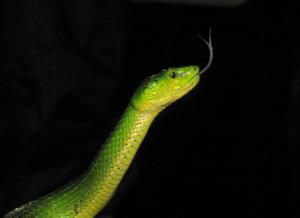 utils/thumbs/Viperidae/Craspedocephalus_55fHRd7FfdiLefXFdJMacG.jpg