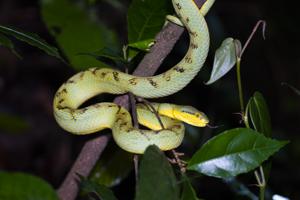 Craspedocephalus gramineus