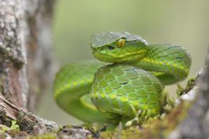 Craspedocephalus macrolepis