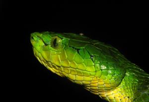 Craspedocephalus macrolepis