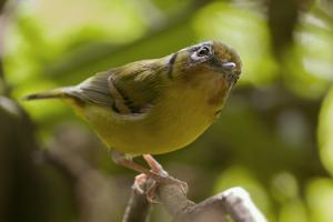 Pteruthius melanotis