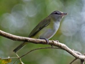 Vireo flavoviridis