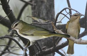 Vireo altiloquus