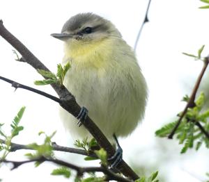 Vireo philadelphicus