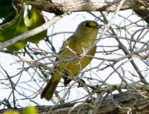 Vireo approximans