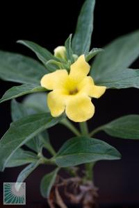 utils/thumbs/Vitaceae/Cissus_jQ4rV7biMUJa4oXEKhmxj8.jpg