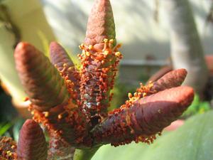 Welwitschia mirabilis