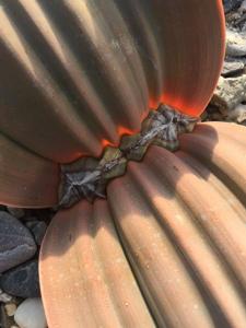 Welwitschia mirabilis