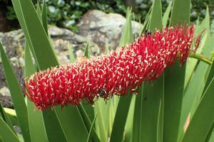 utils/thumbs/Xeronemataceae/Xeronema_RtmXTDCNps5svMLwKiyfcR.jpg