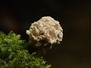 Xylaria flabelliformis