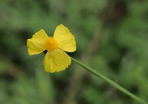 Xyris juncea
