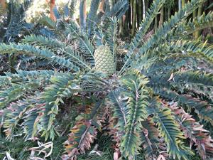 Encephalartos arenarius