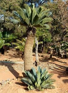 Encephalartos princeps