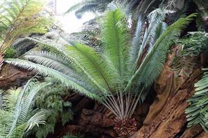 utils/thumbs/Zamiaceae/Lepidozamia_UYUUgVGnh2u2BH2wpVLp9q.jpg