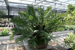 Zamia pumila