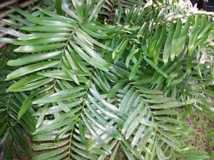 Zamia amblyphyllidia