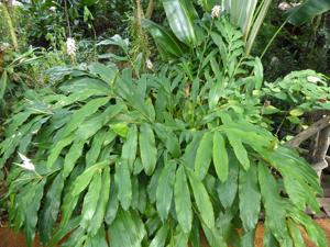 Alpinia nutans