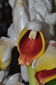 Alpinia malaccensis