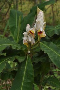 Alpinia malaccensis