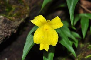 Caulokaempferia bracteata