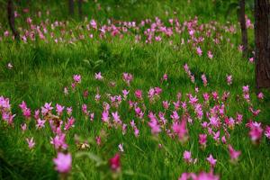 Curcuma alismatifolia