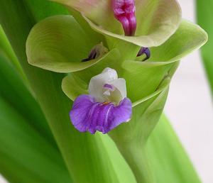 Curcuma alismatifolia