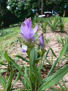 Curcuma alismatifolia