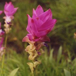 Curcuma alismatifolia