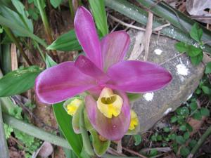Curcuma angustifolia