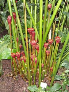 utils/thumbs/Zingiberaceae/Etlingera_9YaysvafNGGikfApW6F8RW.jpg