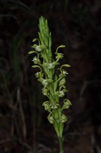 Gagnepainia harmandii