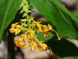 utils/thumbs/Zingiberaceae/Globba_DWrCyvt8roSzupctoNCxF5.jpg