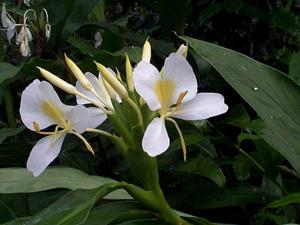 Hedychium coronarium
