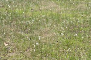 Kaempferia filifolia