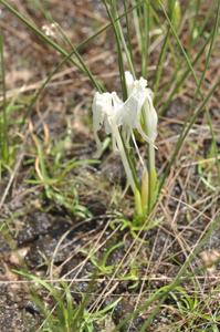 Kaempferia filifolia