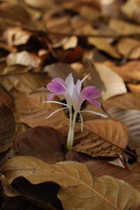 utils/thumbs/Zingiberaceae/Kaempferia_SiZCoSgmGDz57kYHPgKfay.jpg