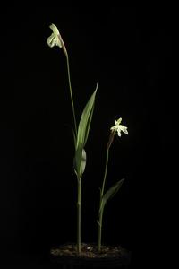 Roscoea cautleyoides
