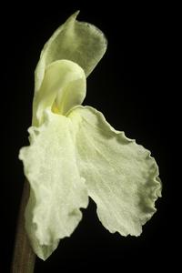 Roscoea cautleyoides