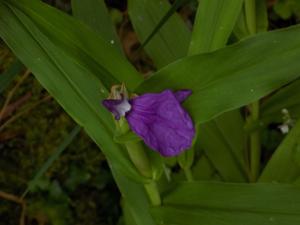 Roscoea cautleyoides