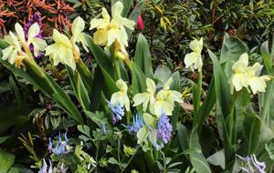 Roscoea cautleyoides